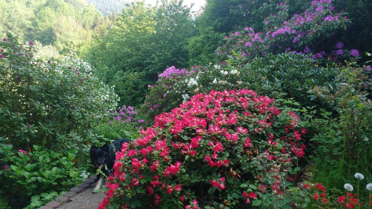 Ferienwohnung Rhododendron - Natur Pur Am Highwalk ローテンブルク・アン・デア・フルダ エクステリア 写真